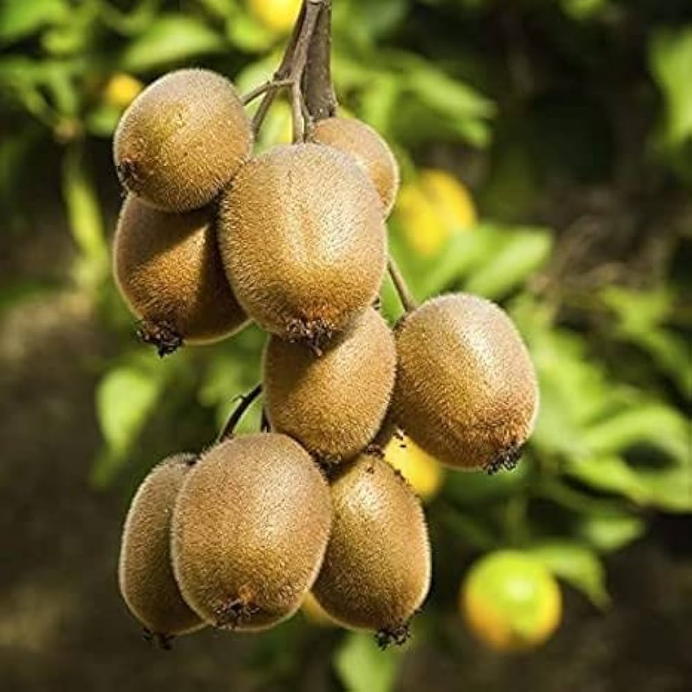 Hayward Kiwi Seeds for Planting – Grow Sweet & Juicy Kiwi Fruits