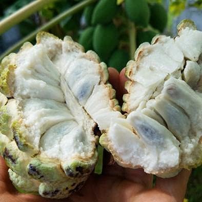 Sugar Apple Tropical Fruit Plant Tree – Sweet Exotic Fruit for Gardens – 1 Pc