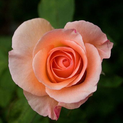 Apricot Rose Flower Seeds, Soft Warm Blooms, Easy to Grow, Non-GMO