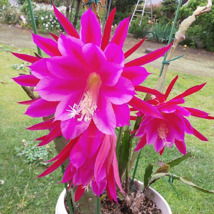 Brahma Kamal Blumenpflanzensamen (Königin der Nacht) Saussurea Obvallata für den Rasen im Hausgarten – Prunus Serrulata Samen zum Anpflanzen und Gärtnern