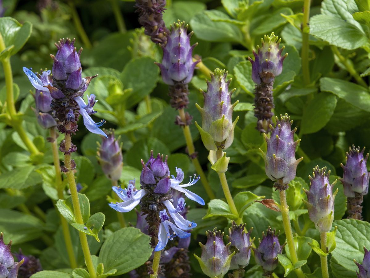 Semi di pianta Coleus Canina - Repellente naturale per parassiti con pianta repellente per gatti, semi di pianta premium per piantagione e giardinaggio efficaci