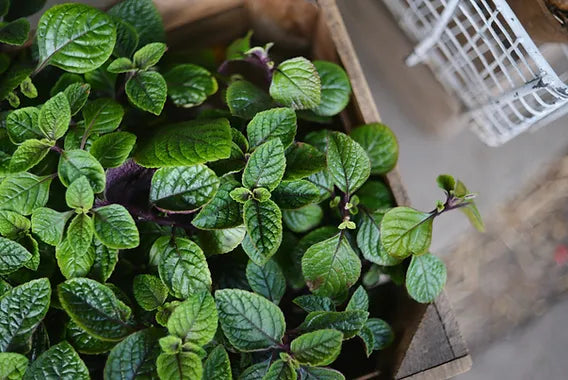 Classic Mint Varieties - Premium Mint Seeds for Planting, Fresh Culinary & Herbal Garden Essentials