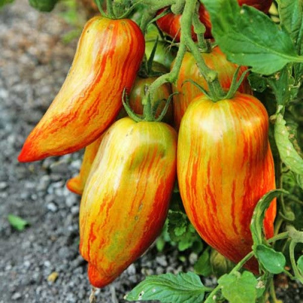 Striped Roman Tomato Seeds – Heirloom, Rich Flavor & Unique Stripes