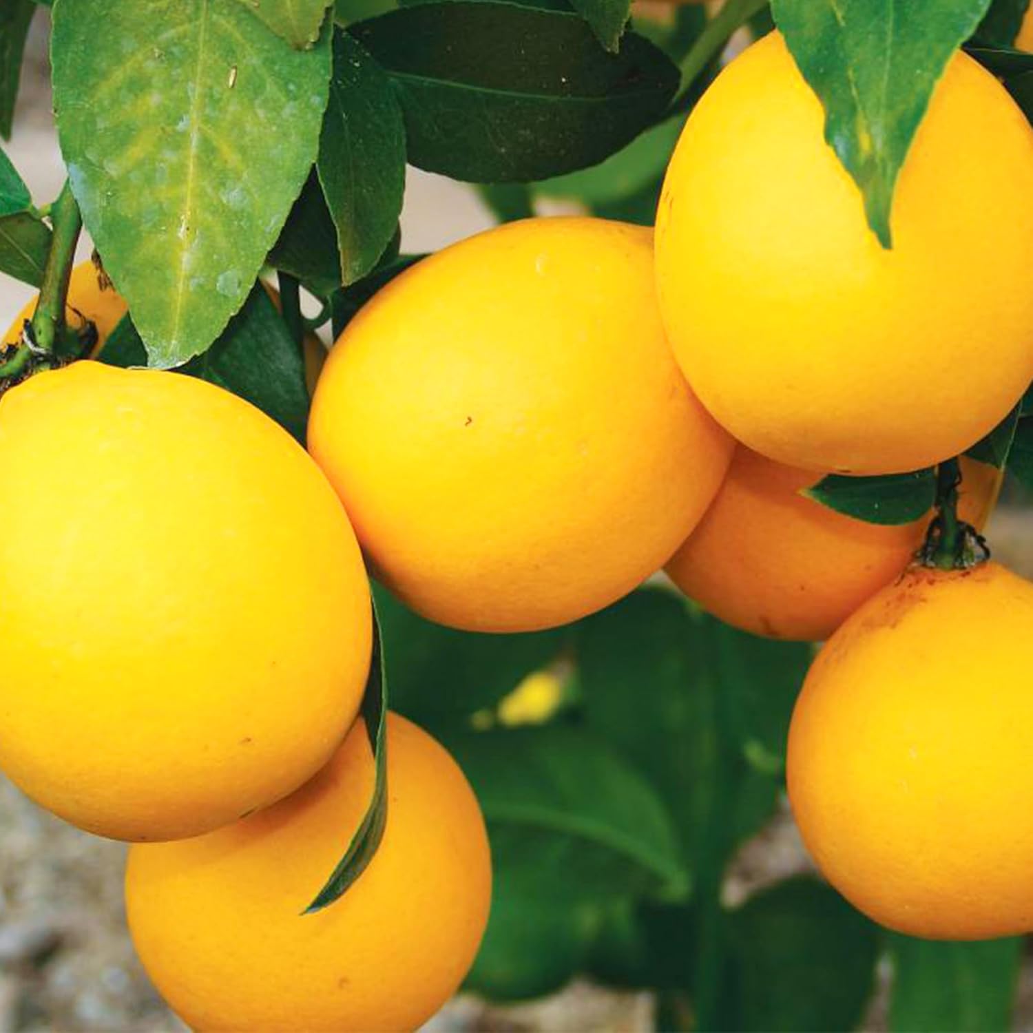 Dwarf Lemon Tree Seeds for Planting – Non-GMO Heirloom Fruit Seeds, Evergreen, High Yield – Ideal for Home, Patio, Balcony (20 Pieces)