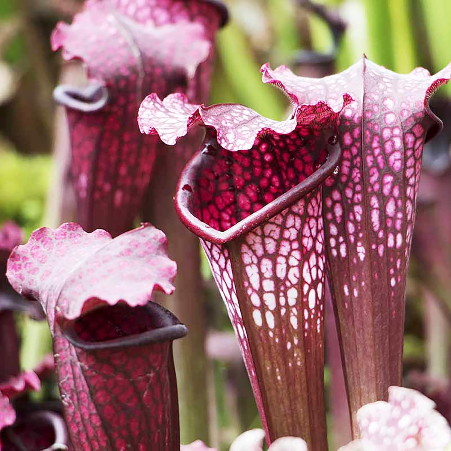 Graines de Sarracenia Purpurea - Plante pourpre, feuilles uniques en forme de pichet, attire les pollinisateurs, prospère dans les zones humides pauvres en nutriments, jardin extérieur - 25 pièces