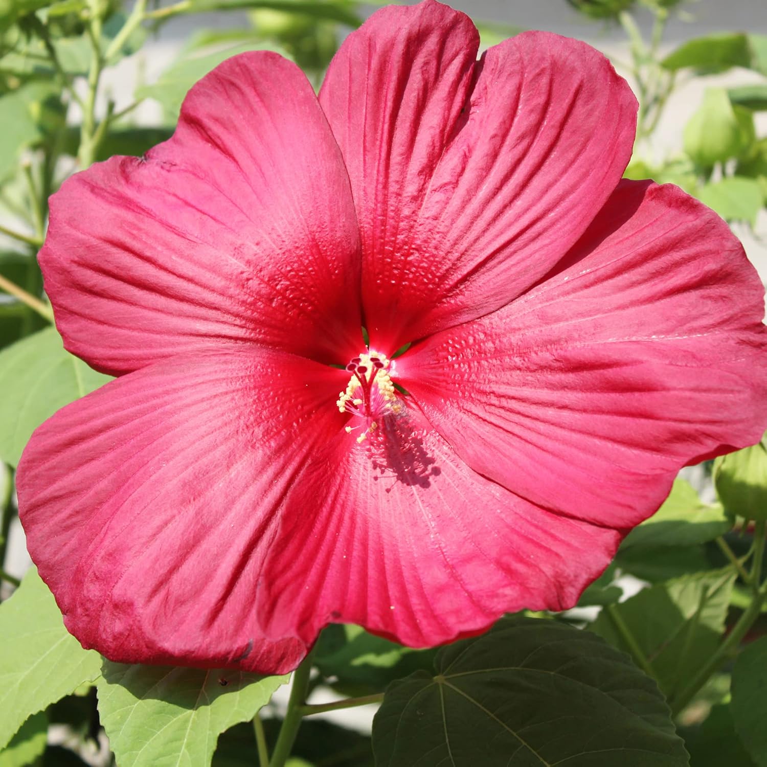 Hibiscus Moscheutos Seeds - Hardy Hibiscus, Swamp Rose Mallow Perennial Flowering Plant for Garden Beds, Attracts Bees, Butterflies, and Hummingbirds - 25 Pieces
