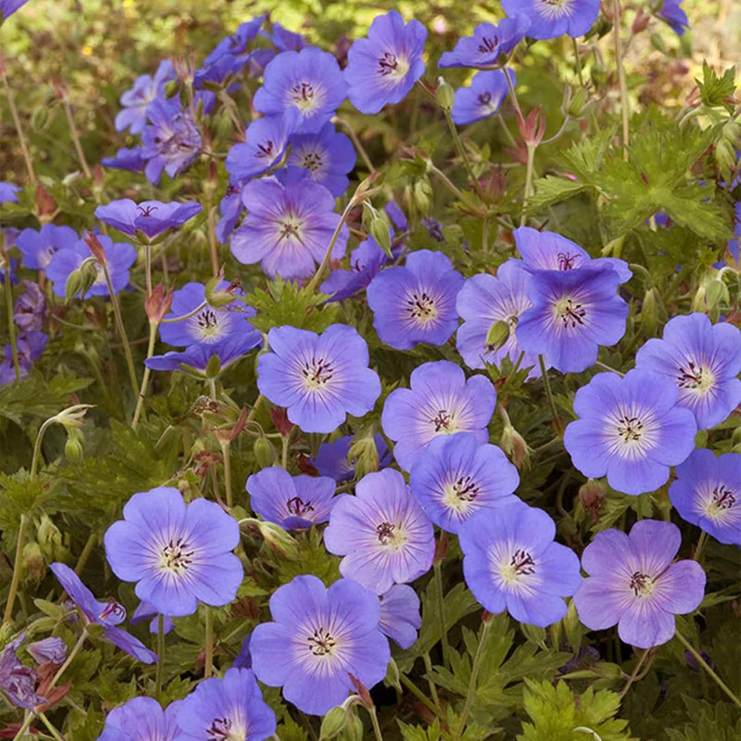 Geranium 'Rozanne' Seeds  Perennial, Long Blooming Period, Attracts Bees  Butterflies, Low Maintenance Ground Cover