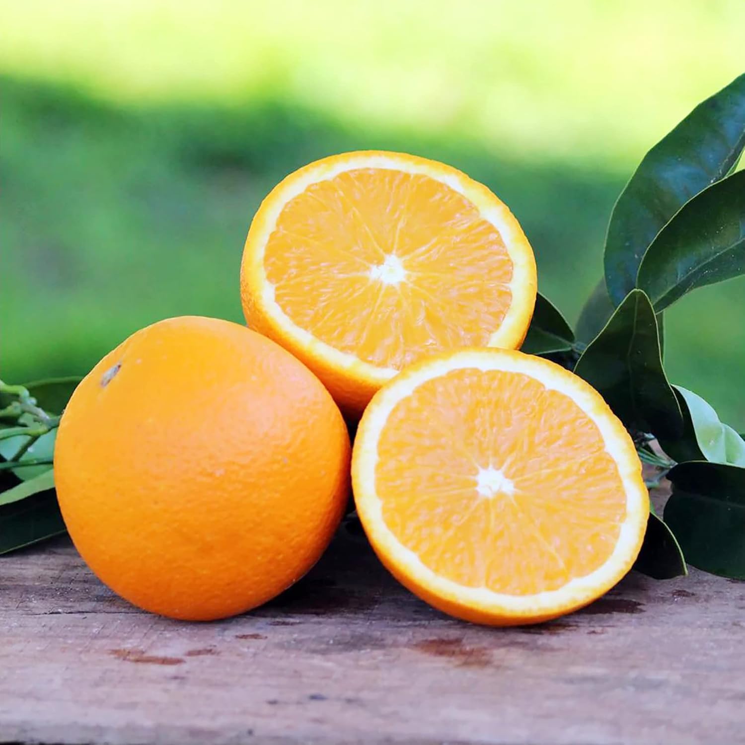 Washington Navel Orange Seeds - Exceptional Sweetness, Seedlessness, Easy-to-Peel Skin, Juicy & Tender Flesh - 10 Pcs