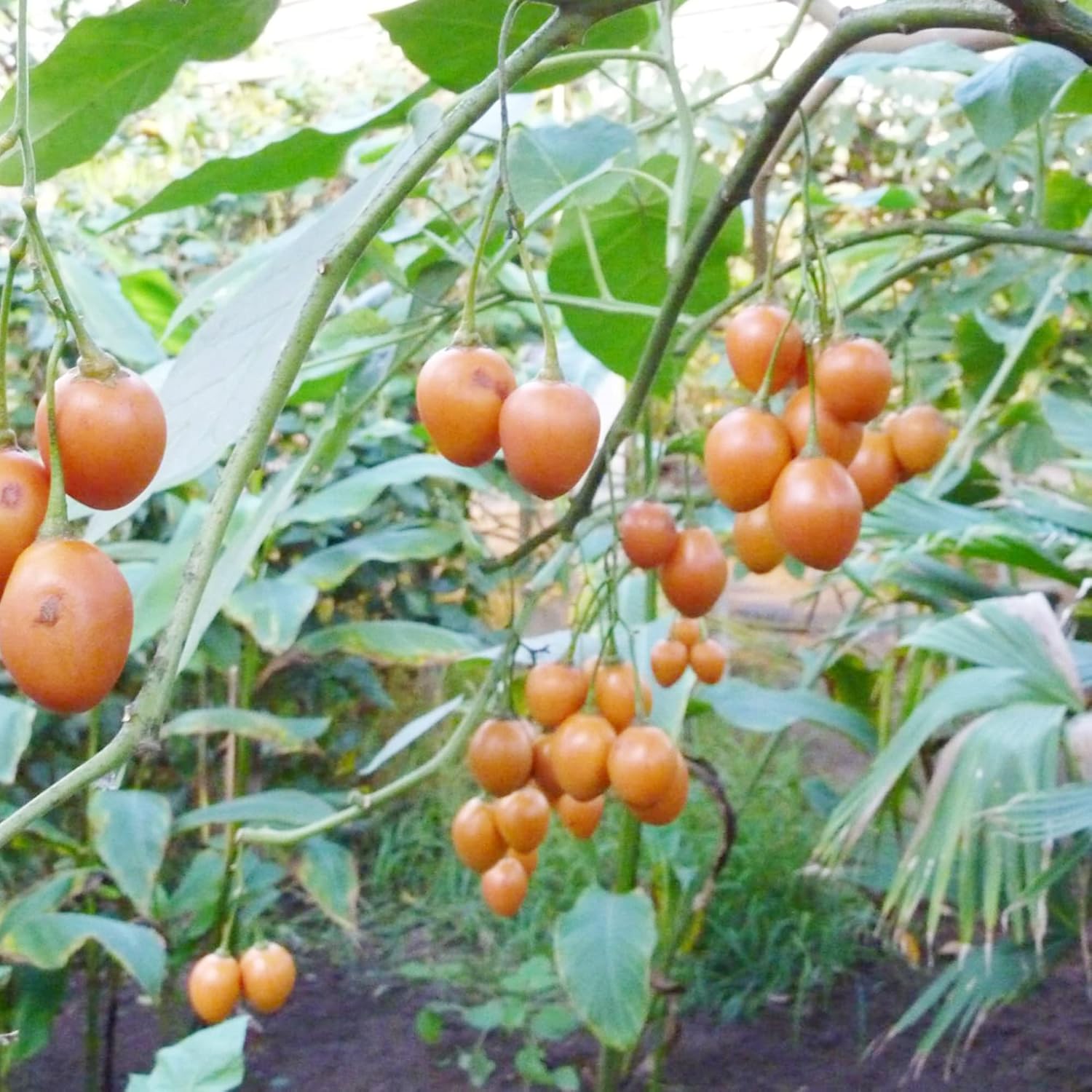 Solanum Seeds (Tree Tomato, )  Perennial Herbaceous Shrub, Self Pollinating, Outdoor Patio Fruit And Berries