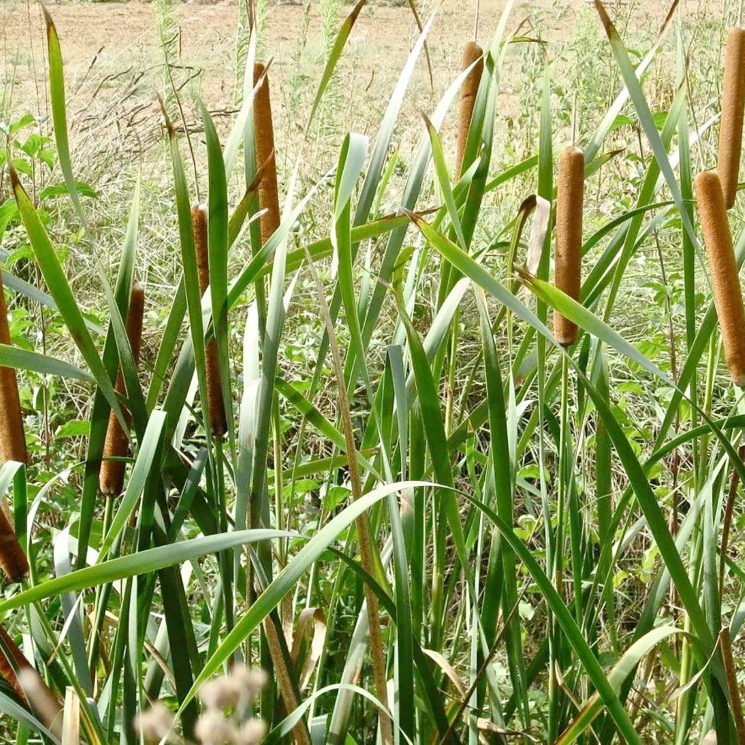 Cattail Seeds for Planting Typha Latifolia Perennial Fast-Growing Ornamental for Ponds & Bog Gardens