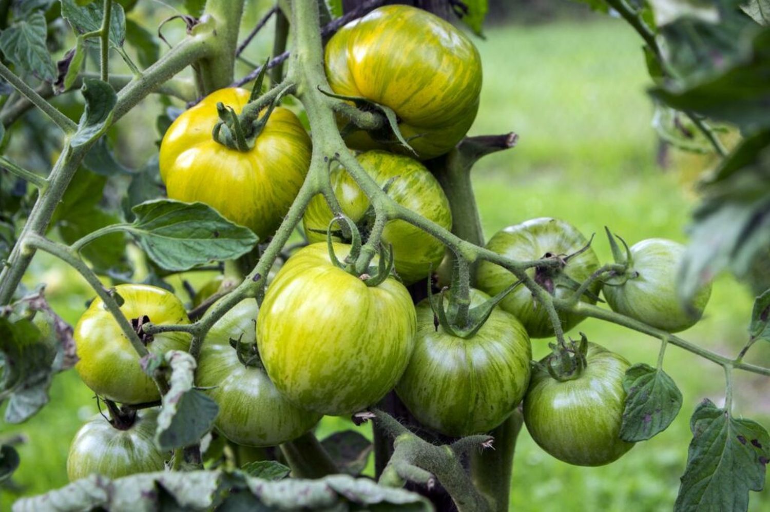 Green Zebra Tomato Seeds – Heirloom, Striped, Tangy & Sweet