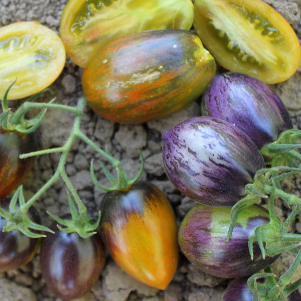 Brad’s Atomic Grape Tomato Seeds – Heirloom, Colorful, Sweet & Juicy