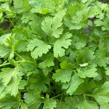 Plain or Common Leaf Parsley Seeds – Heirloom, Non-GMO, Fast-Growing Herb for Culinary & Garden – Buy Premium Parsley Seeds Online