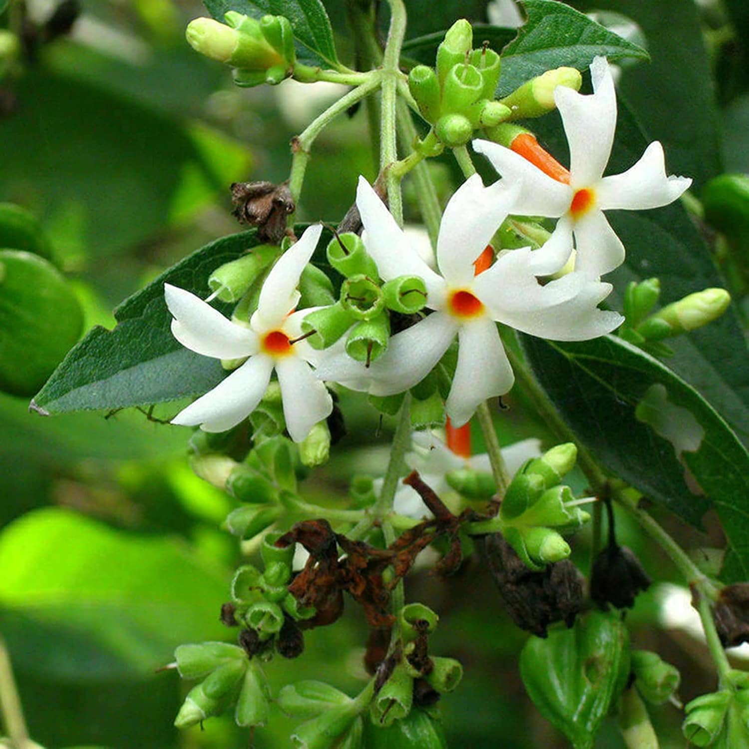 Night Flowering Jasmine Seeds for Planting Nyctanthes Arbor Tristis  Fragrant, Health Benefits, Showy Ornamental for Patio And Borders