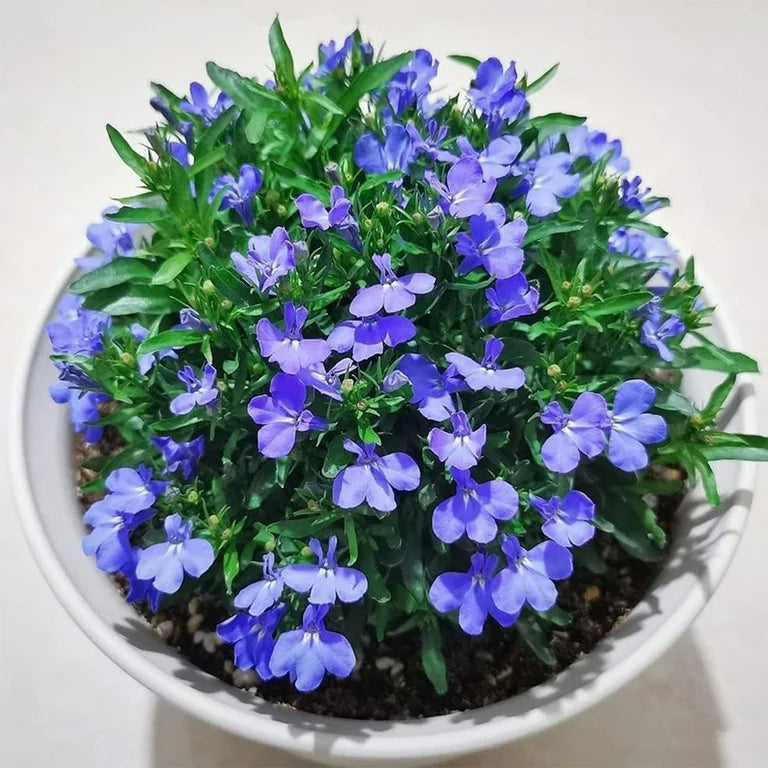Thym rampant arc-en-ciel Cresson bleu - Fleur couvre-sol vivace pour jardin domestique, 200 pièces (12 couleurs)