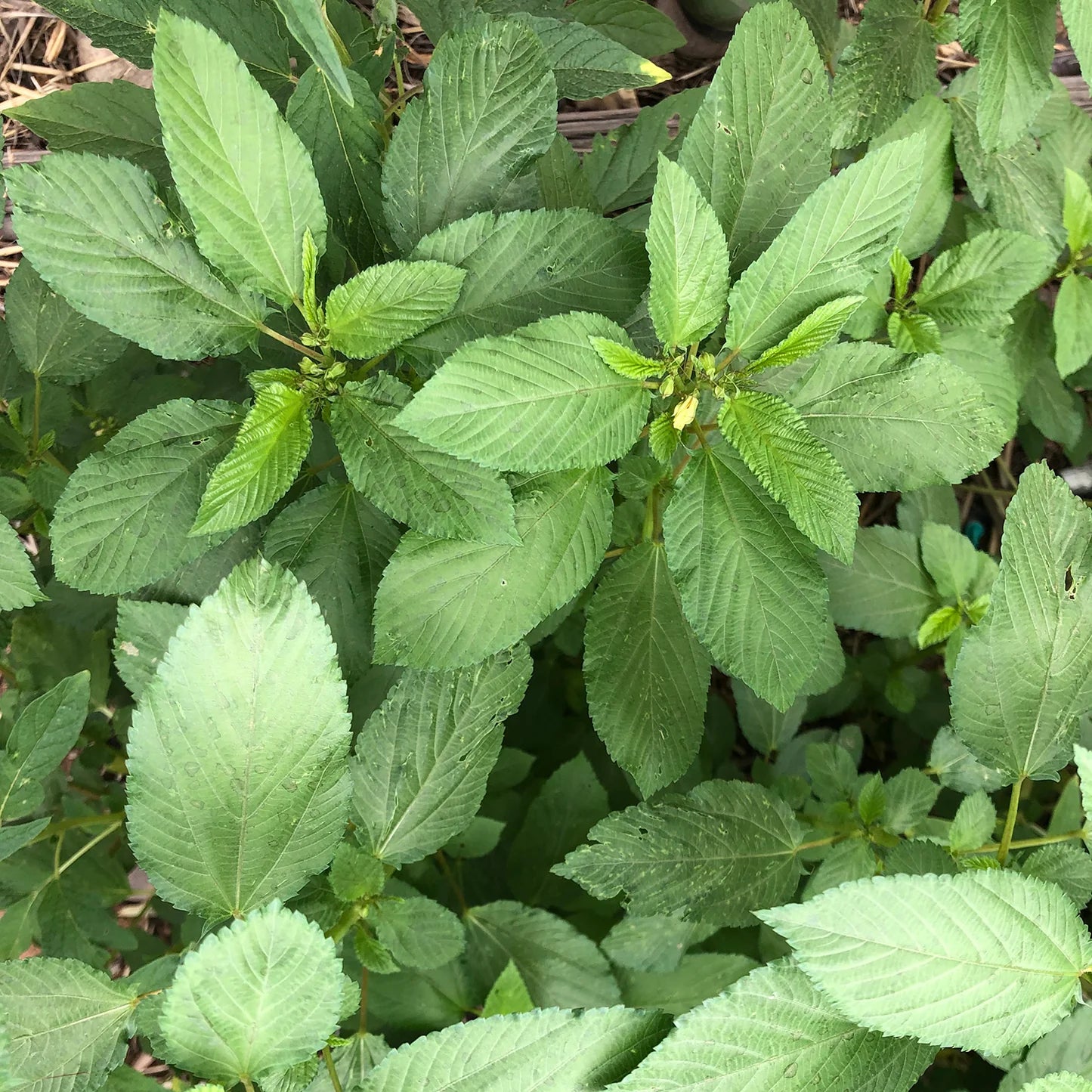 Egyptian Spinach (Molokhia) Seeds, Heirloom, Fast-Growing, Nutritious Greens
