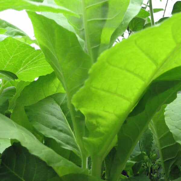 Grassroot Tobacco Seeds for Home Garden Planting – 100 pcs