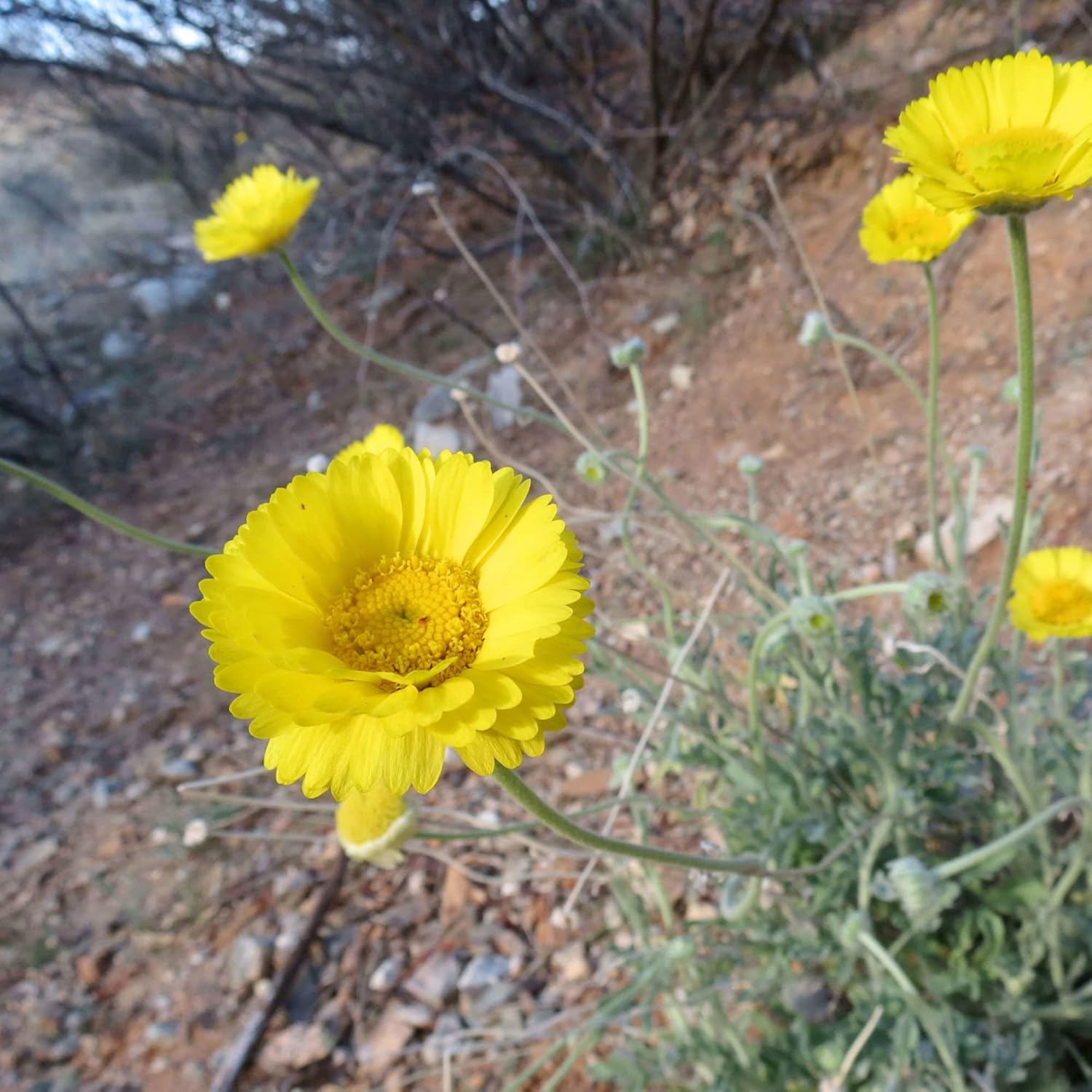 Desert Marigold Seeds  Baileya Multiradiata Perennial, Butterfly Attractor, Deer Resistant, Drought Tolerant, Ideal for Rock Gardens And Containers