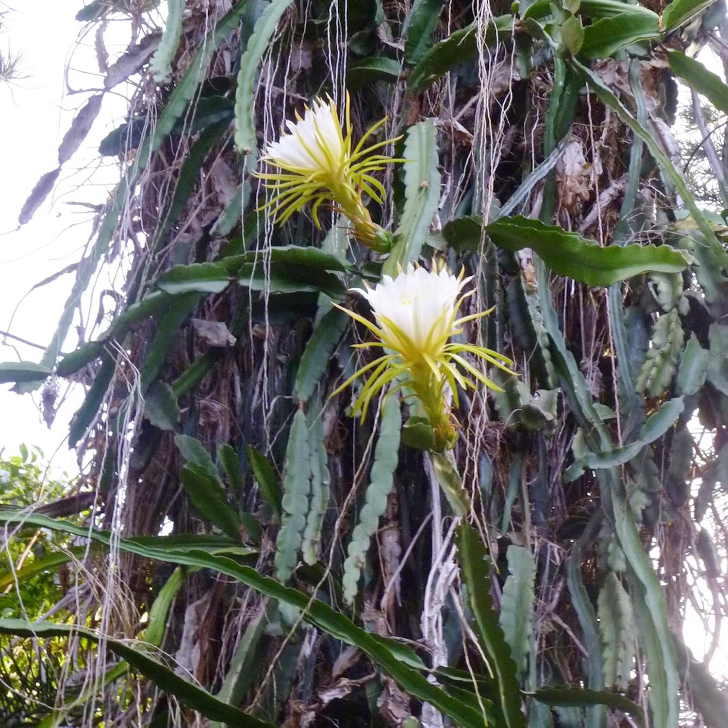 Nachtblühende Cereus-Kaktuspflanze mit großen, duftenden weißen Blüten – Königin der Nachtsamen, 50 Stück