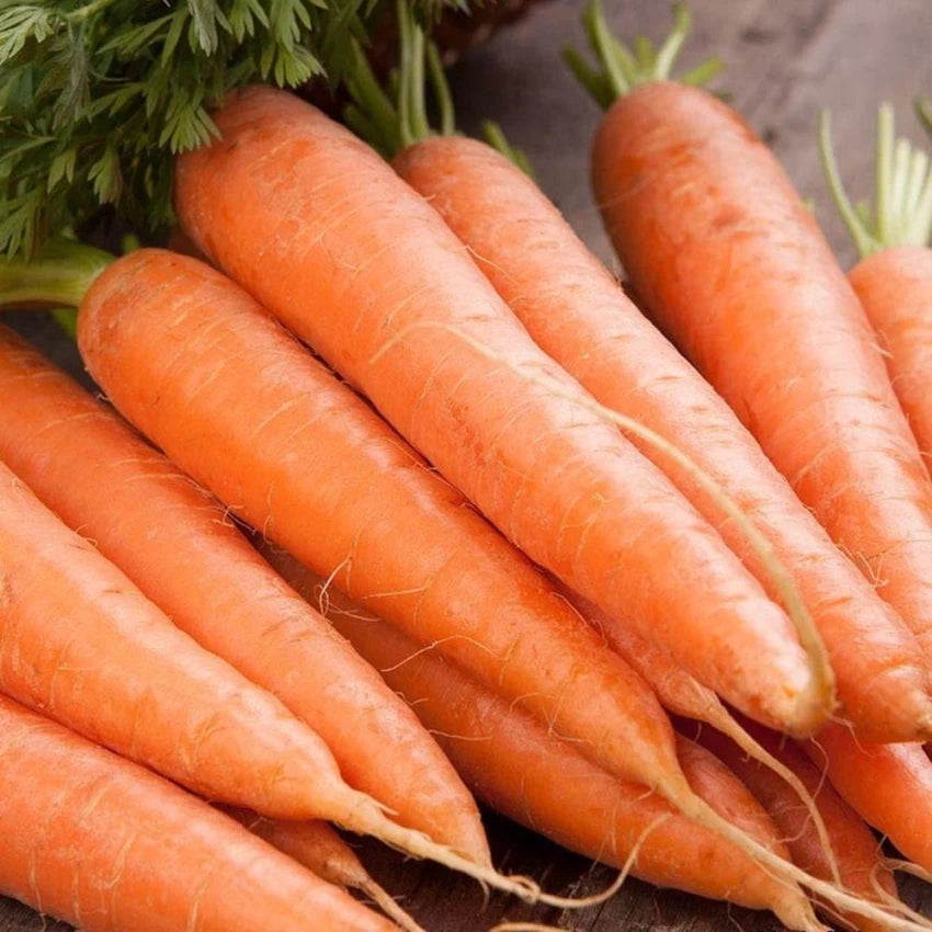 Scarlet Nantes Carrot Seeds – Heirloom, Sweet & Crisp - Grow Your Own Carrots