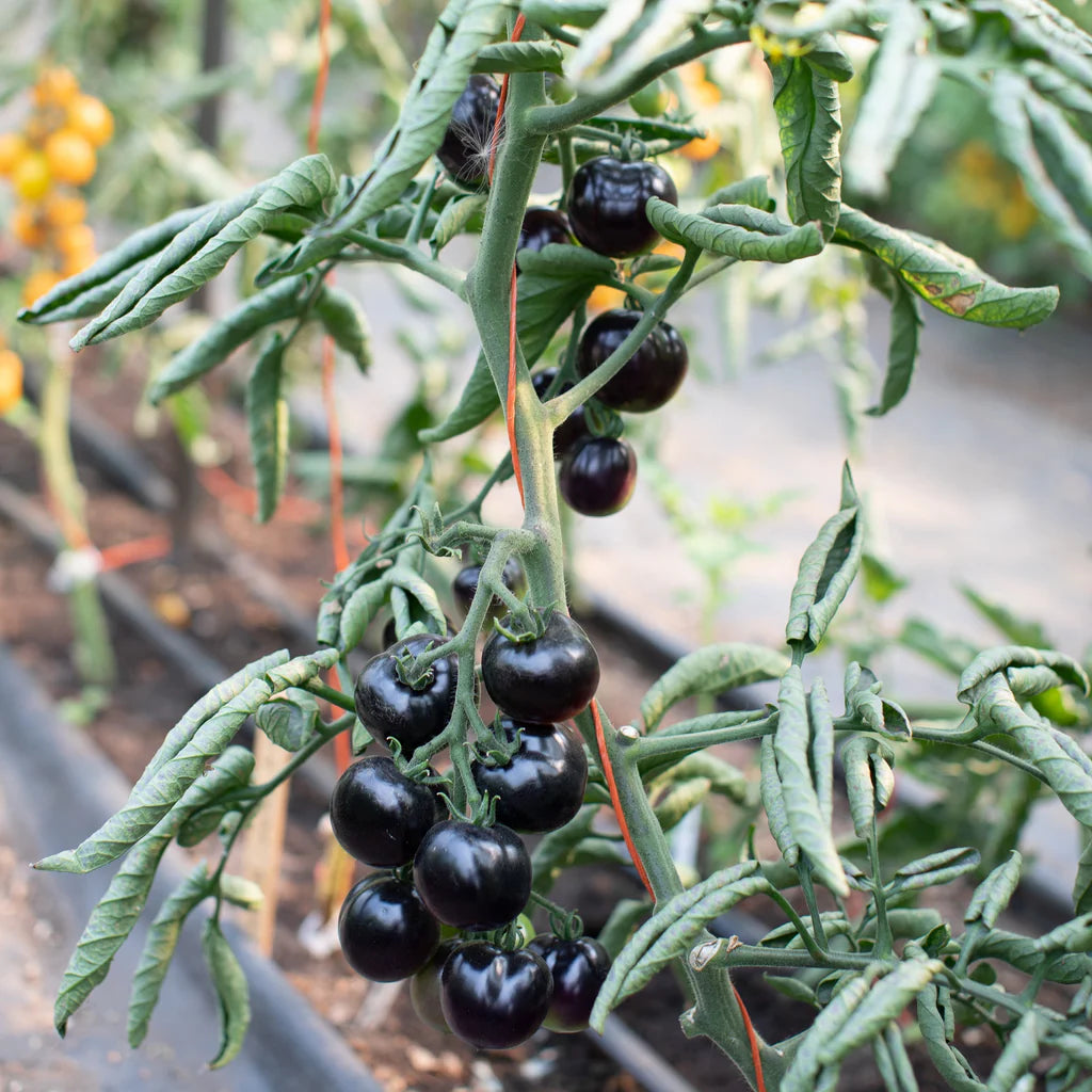 Indigo Rose Tomato Seeds – Organic, High-Yield, Deep Purple Heirloom Variety