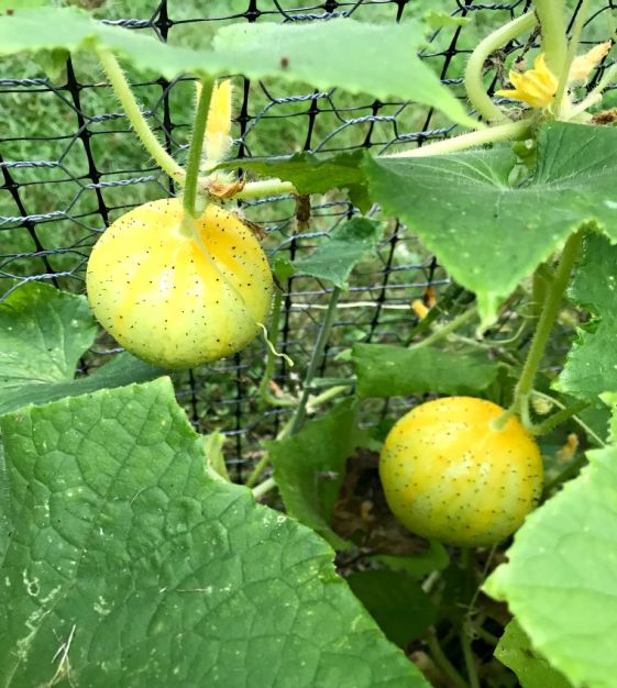 Lemon Cucumber Seeds – Heirloom, Sweet & Crisp Yellow Round Cucumbers