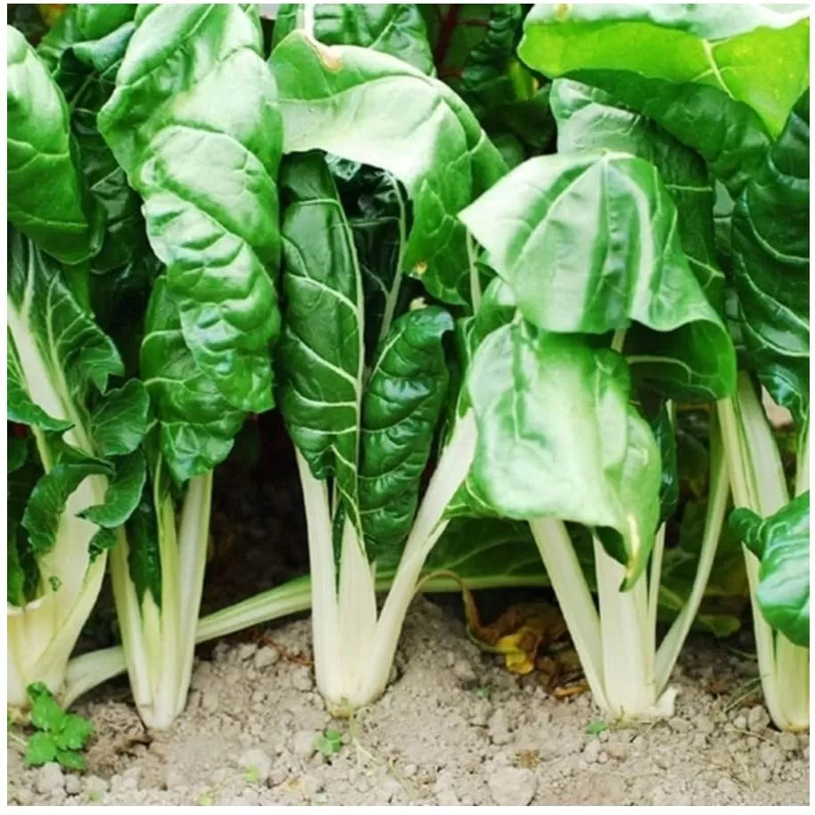 Fordhook Giant Spinach Seeds, Heirloom, Fast Growing And Cold Hardy