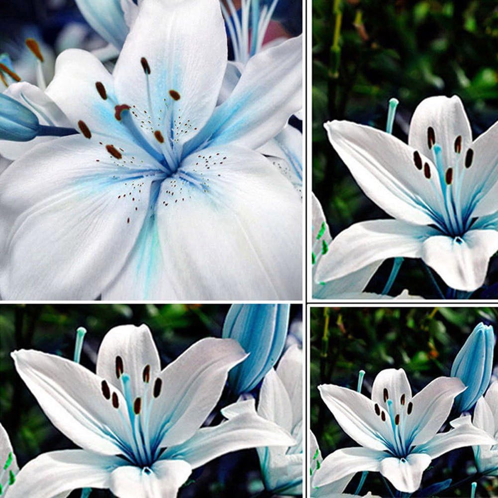 Blaue, seltene Liliensamen für die Gartenarbeit im Hof, Lilium-Blumensamen für Zuhause, Bonsai und zum Bepflanzen des Gartens – 50 Stück