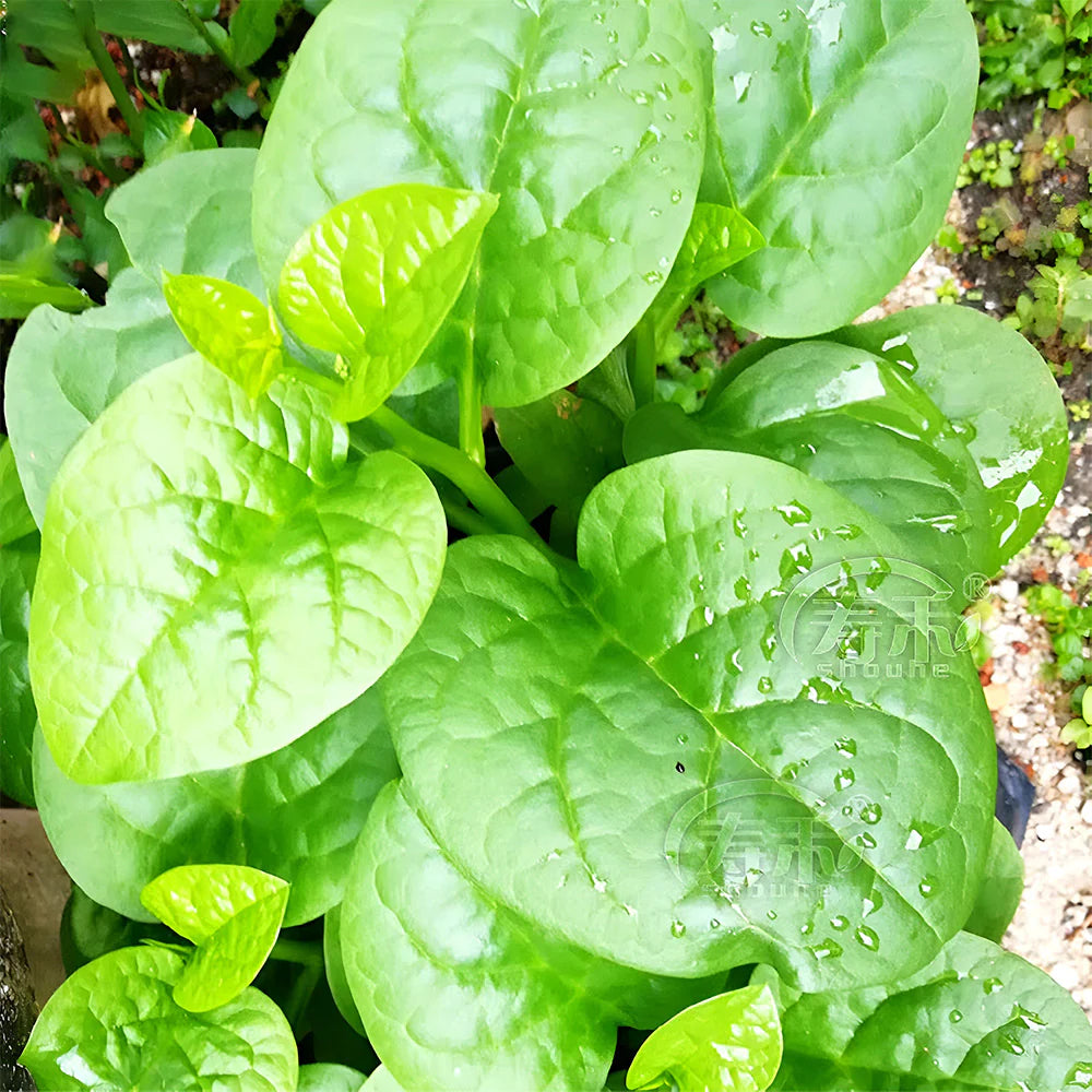 Malabar Spinach Seeds (Basella alba) – Heat-Tolerant, Fast-Growing Climbing Spinach