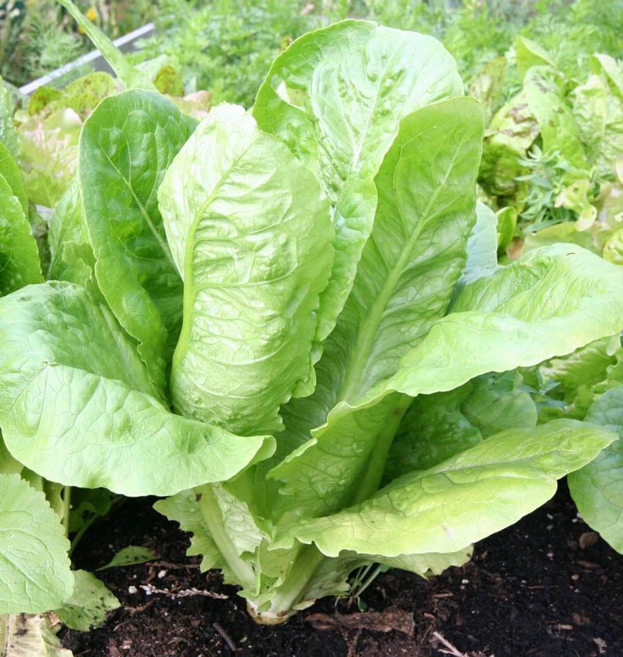 Paris Island Cos Lettuce Seeds – Heirloom, Crisp & Nutritious Variety for Your Garden