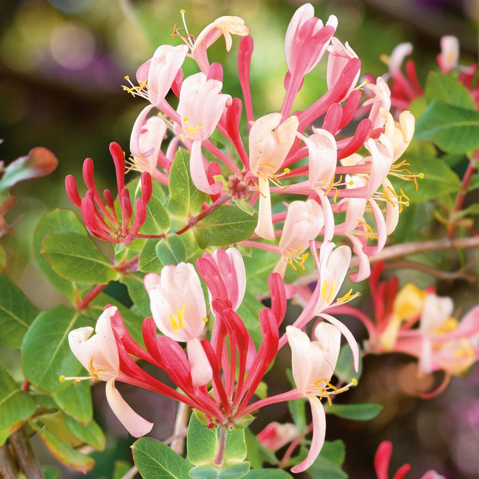 Mixed Honeysuckle Seeds  Fragrant Cloud And Major Wheeler Honeysuckle Vine