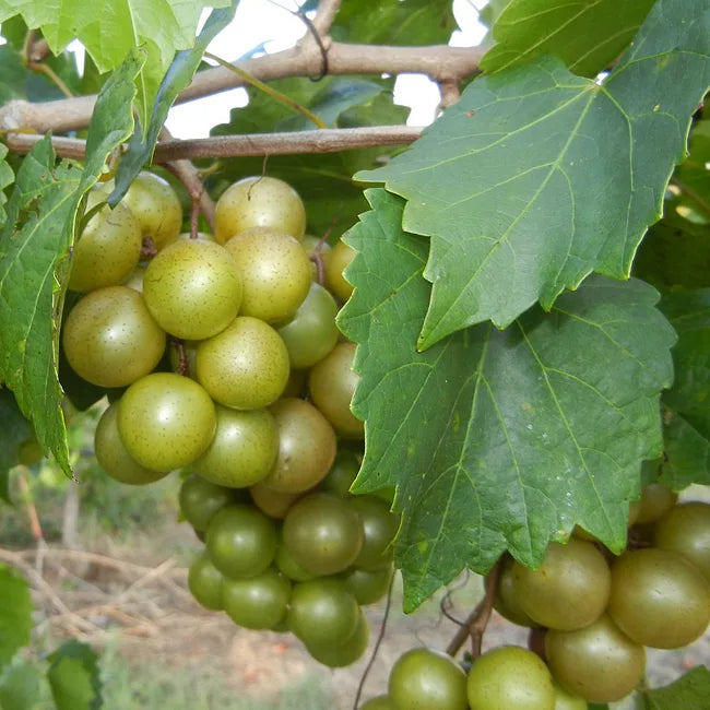 Giant SCUPPERNONG White Muscadine Grapevine Seeds - 5 Pieces