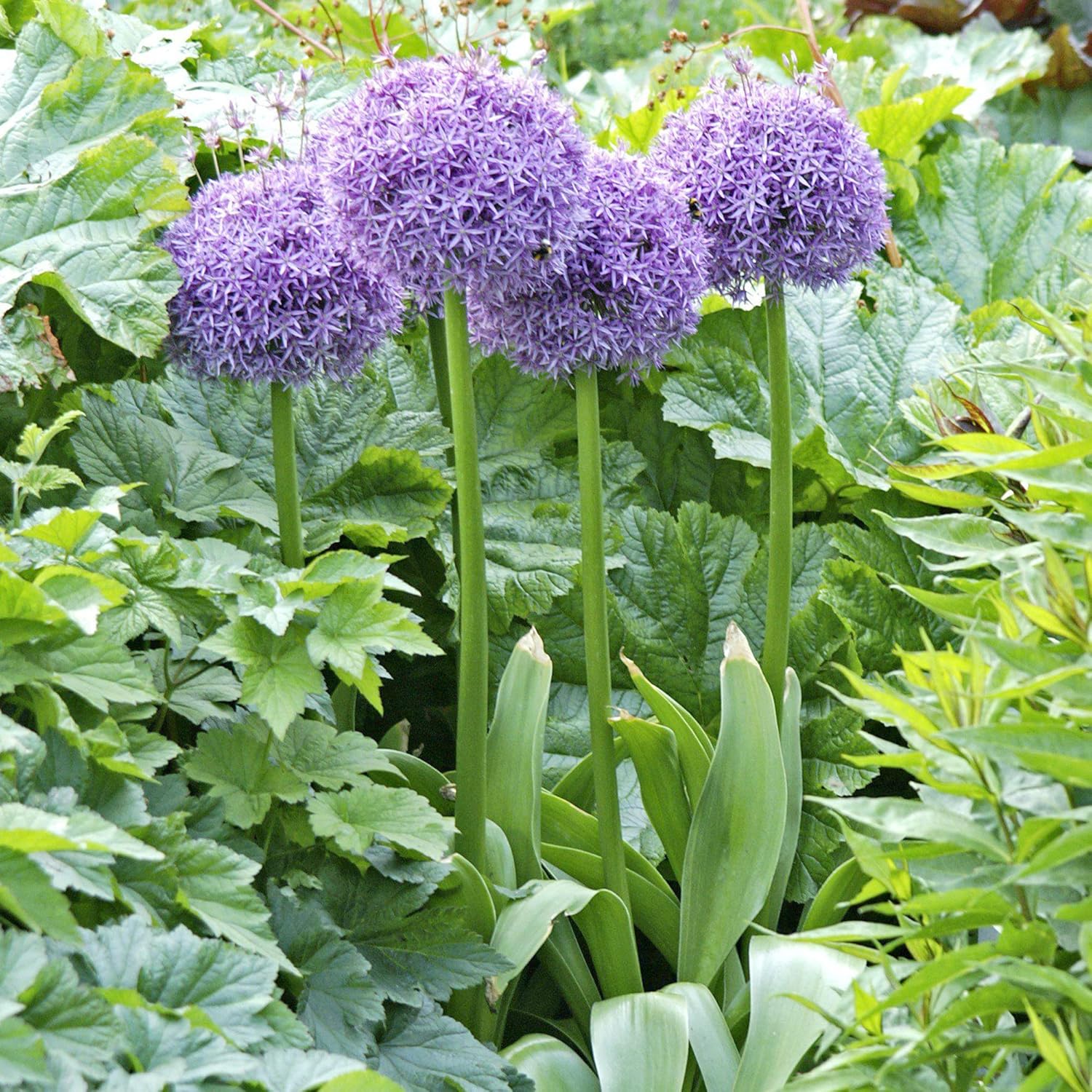 Giant Allium Seeds - Allium Giganteum Purple, Cold Hardy Heirloom & Non-GMO, Ideal for Cut Flowers - 50 Pcs
