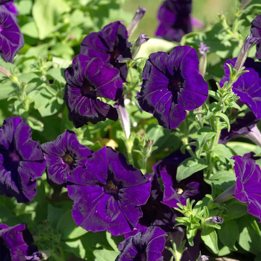Deep Purple Petunia Seeds – Lush, Velvety Blooms for Gardens & Containers