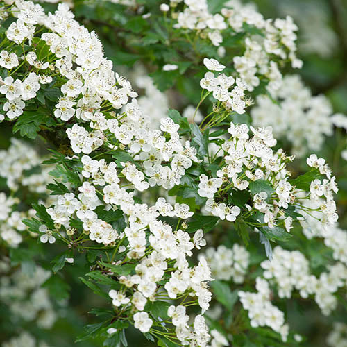 English Hawthorn Seeds - Common Hawthorn Deciduous Tree or Shrub, Ornamental & Edible Fruit for Garden