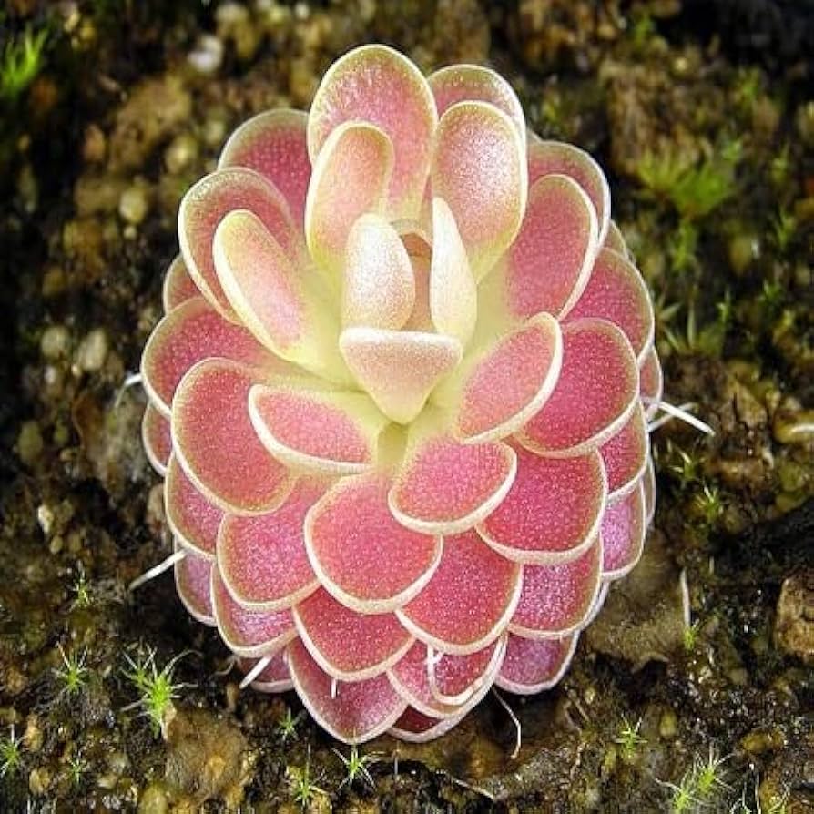 Butterwort (Carnivorous) Plant Seeds