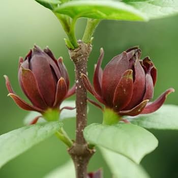 Eastern Sweetshrub, Carolina Allspice, Sweet Betsy Calycanthus Floridus Seeds