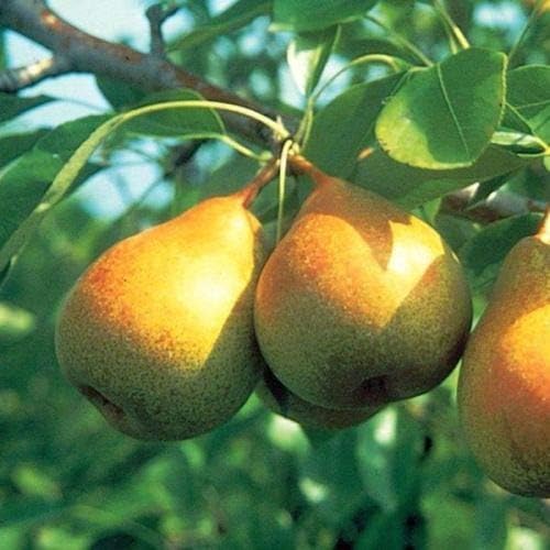 8 boutures de poiriers Bartlett pour la propagation, plantes fruitières vivantes résistantes au froid (8 pièces)