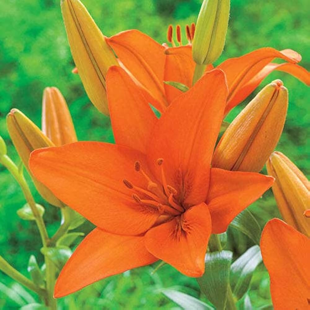 Semillas de flor de Hemerocallis naranja, semillas de flores hermosas, semillas de lirio de día para jardinería