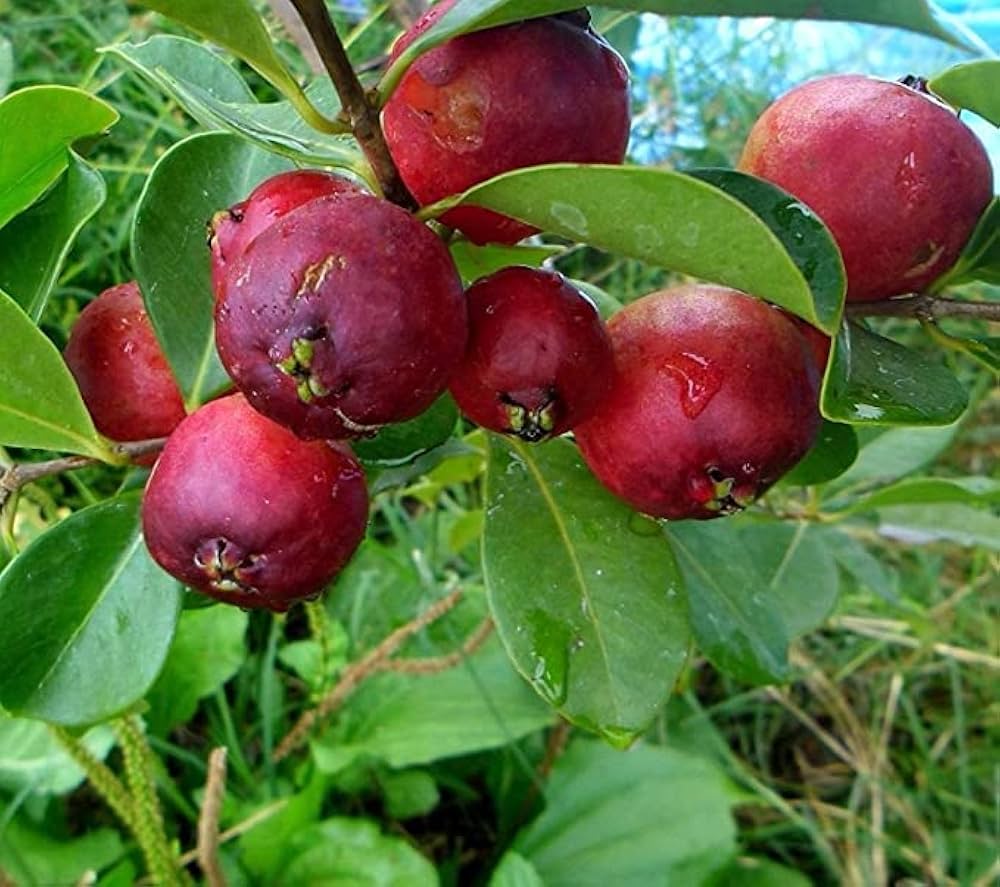 Apple Guava Seeds – Sweet & Crunchy Tropical Fruit for Planting