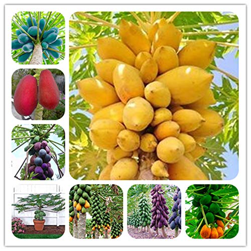 Papaya Mixed Fruit Seeds For Planting