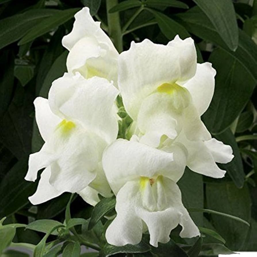 Pure White Snapdragon Flower Seeds, Elegant & Fragrant Blooms