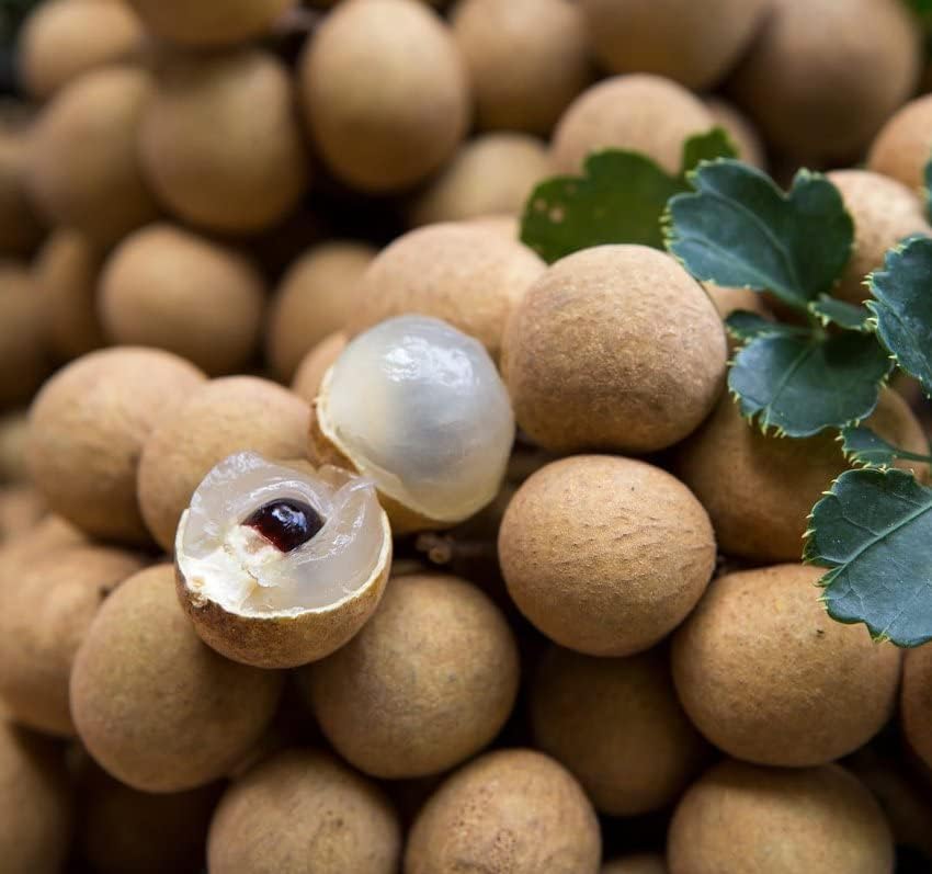 Rare Dwarf Longan Sri Chompoo (Dragon Eye) Exotic Fruit Seeds | 6 Seeds | Unique Tropical Fruit Variety
