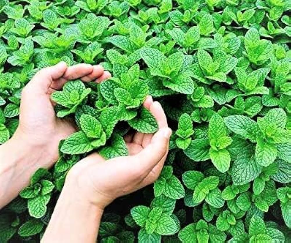 Semi di coriandolo marocchino – Varietà aromatica, a crescita rapida, di varietà antica