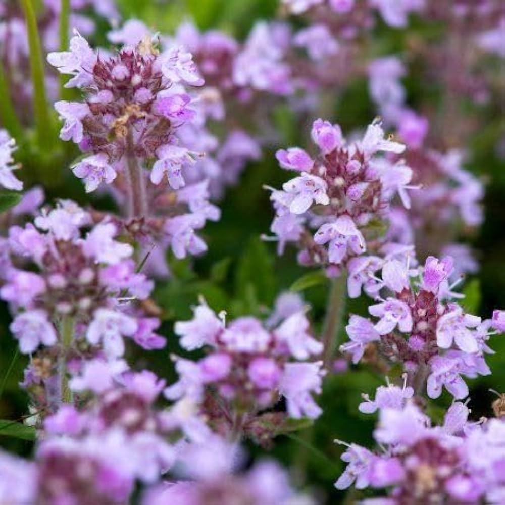 Semi di Timo Strisciante Premium, Copertura Aromatica del Suolo per Giardini Rigogliosi e Profumati