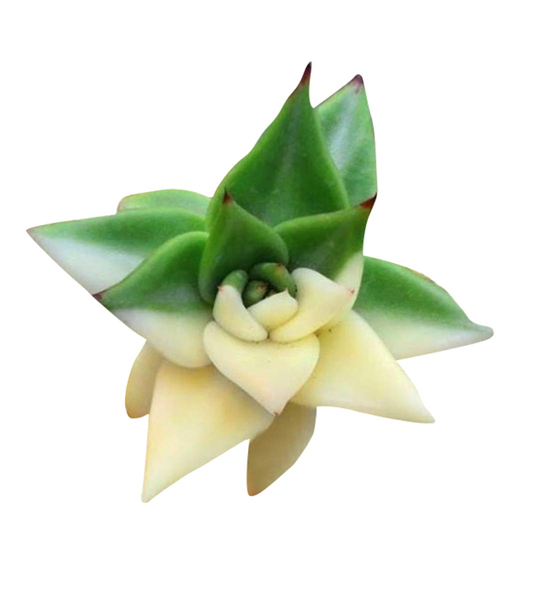 Semillas raras de cactus suculento africano Nema - Verde y blanco - 100 piezas | Semillas premium para jardinería de plantas suculentas únicas