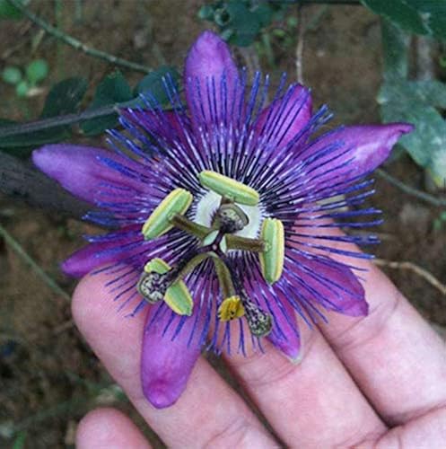 Graines de Passiflora Incarnata - Fleur de la Passion pourpre/Maypop, vigne vivace à croissance rapide, résistante à l'hiver - 200 pièces