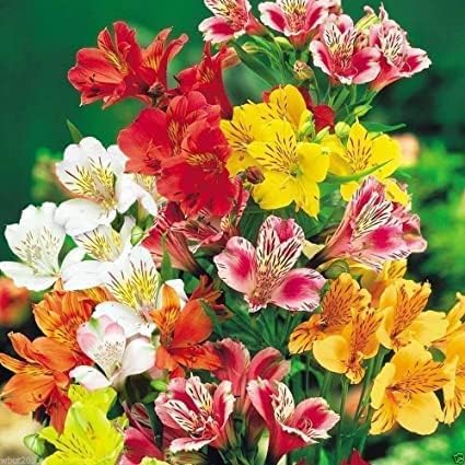 Alstroemeria Seeds or Peruvian Lily Flower Seeds For Planting,Attracts Pollinators