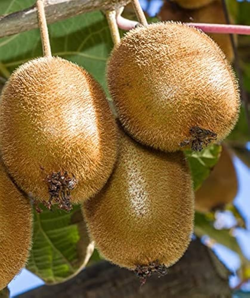 Bruno Kiwi Seeds for Planting – Grow Sweet & Hardy Kiwi Fruits