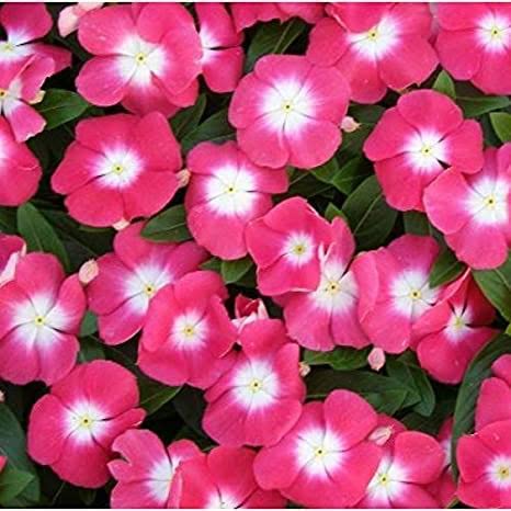 Guinea Flower Seeds – Unique Ornamental Blooms for Garden Planting